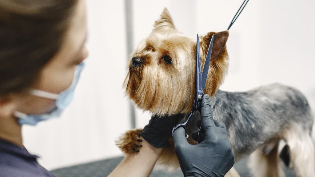 A small dog being trimmed by a groomer at The Polished Pup