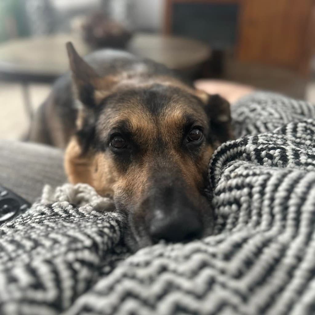 A German shepherd relaxing on a blanket in the lounge area of The Polished Pup